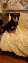Found/Stray Male Dog last seen DMV/Walmart/MLK, Fayetteville, AR 72702