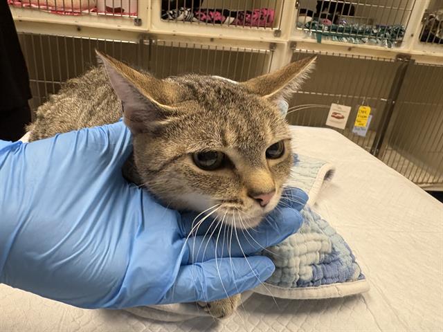 Shelter Stray Female Cat last seen Near BLOCK S 20TH ST, 3839 W Burnham St, West Milwaukee, WI 53215, USA