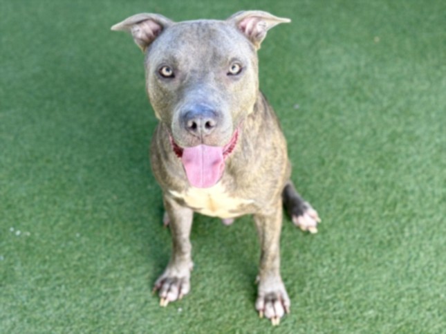 Shelter Stray Male Dog last seen , 11361 W Pico Blvd, Los Angeles, CA 90064, USA