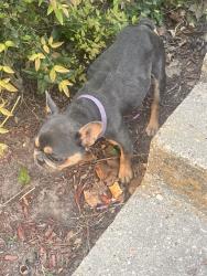 Found/Stray Female Dog last seen Champions of Ponderosa, Houston, TX 77090