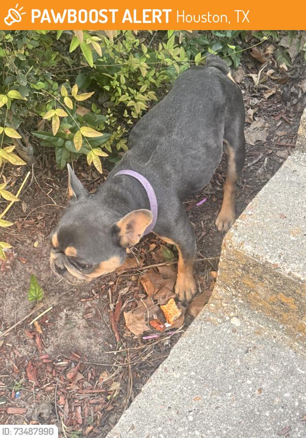 Found/Stray Female Dog last seen Champions of Ponderosa, Houston, TX 77090