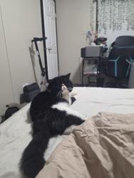 Reunited Male Cat last seen Sterling ests Justice IL, Justice, IL 60458