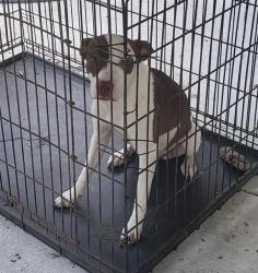 Shelter Stray Female Dog last seen Near BLOCK HOLLY ST, 4710 TX-151, San Antonio, TX 78227, USA