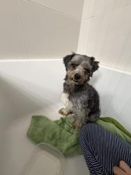 Found/Stray Male Dog last seen Pacific St and Highland Ave by Prospect Park, Redlands, CA 92374
