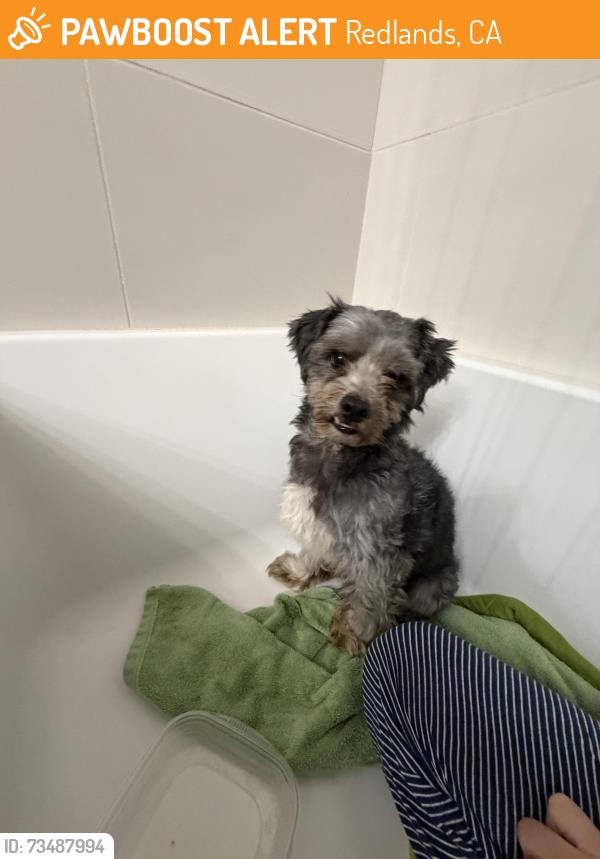 Found/Stray Male Dog last seen Pacific St and Highland Ave by Prospect Park, Redlands, CA 92374