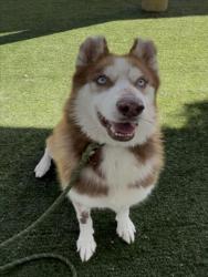 Shelter Stray Male Dog last seen , West Valley Animal Shelter, 20655 Plummer St, Chatsworth, CA 91311, USA