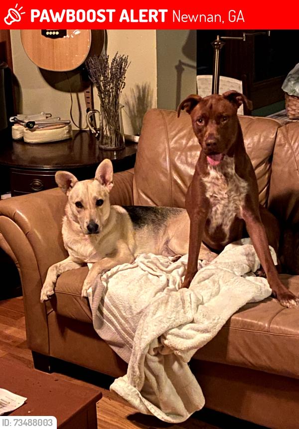 Lost Male Dog last seen Roscoe genreral, Newnan, GA 30263