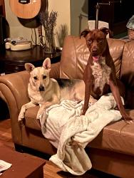 Lost Male Dog last seen Roscoe genreral, Newnan, GA 30263