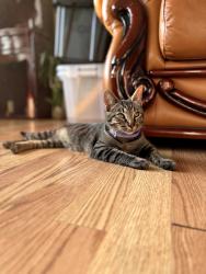 Found/Stray Male Cat last seen Berry way and orchard avenue., Hayward, CA 94544
