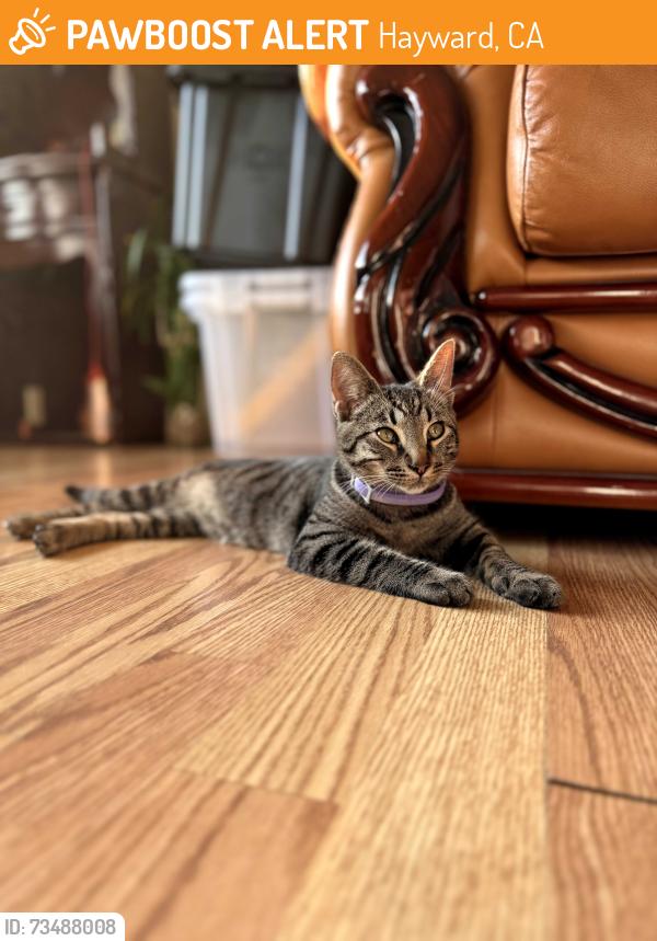 Found/Stray Male Cat last seen Berry way and orchard avenue., Hayward, CA 94544