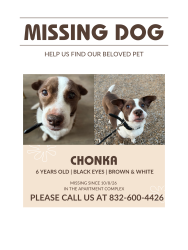 Lost Female Dog last seen Travis high school, Richmond, TX 77406