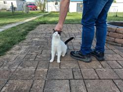 Found/Stray Unknown Cat last seen Love Street, DuBois, PA 15801