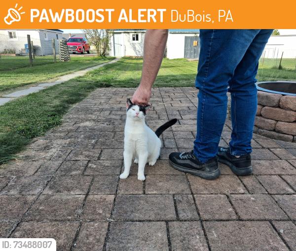 Found/Stray Unknown Cat last seen Love Street, DuBois, PA 15801