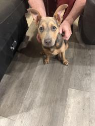 Reunited Female Dog last seen Forest, Dallas, TX 75243