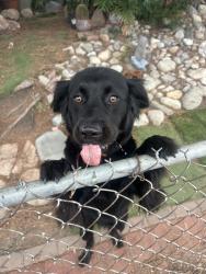 Lost Female Dog last seen Edna, Los Angeles, CA 90032