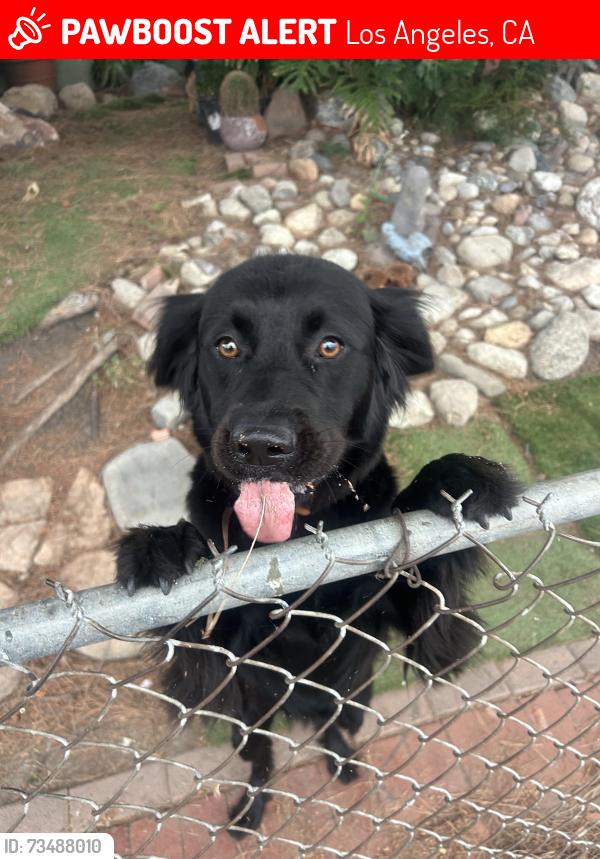 Lost Female Dog last seen Edna, Los Angeles, CA 90032