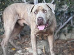 Shelter Stray Male Dog last seen , 957 N Gaffey St, San Pedro, CA 90731, USA