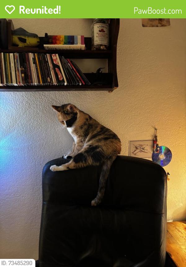 Reunited Female Cat last seen Near Camelot Dr, Oceanside, CA 92054, USA, Oceanside, CA 92054