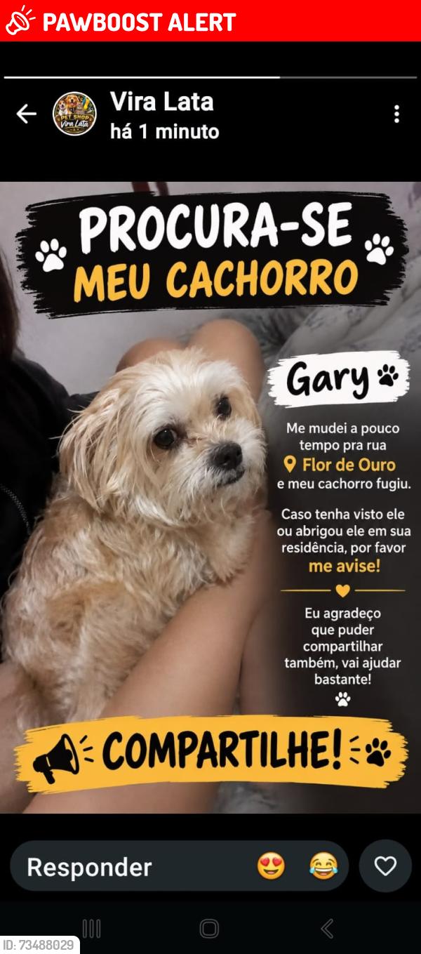 Lost Male Dog last seen R, Vila Nova Galvão, SP 02280-070