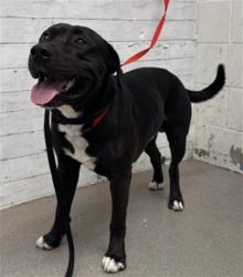 Shelter Stray Male Dog last seen 40TH ST, 333 Chandler Pl, San Bernardino, CA 92408, USA