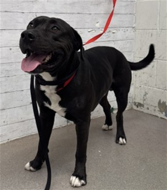 Shelter Stray Male Dog last seen 40TH ST, 333 Chandler Pl, San Bernardino, CA 92408, USA