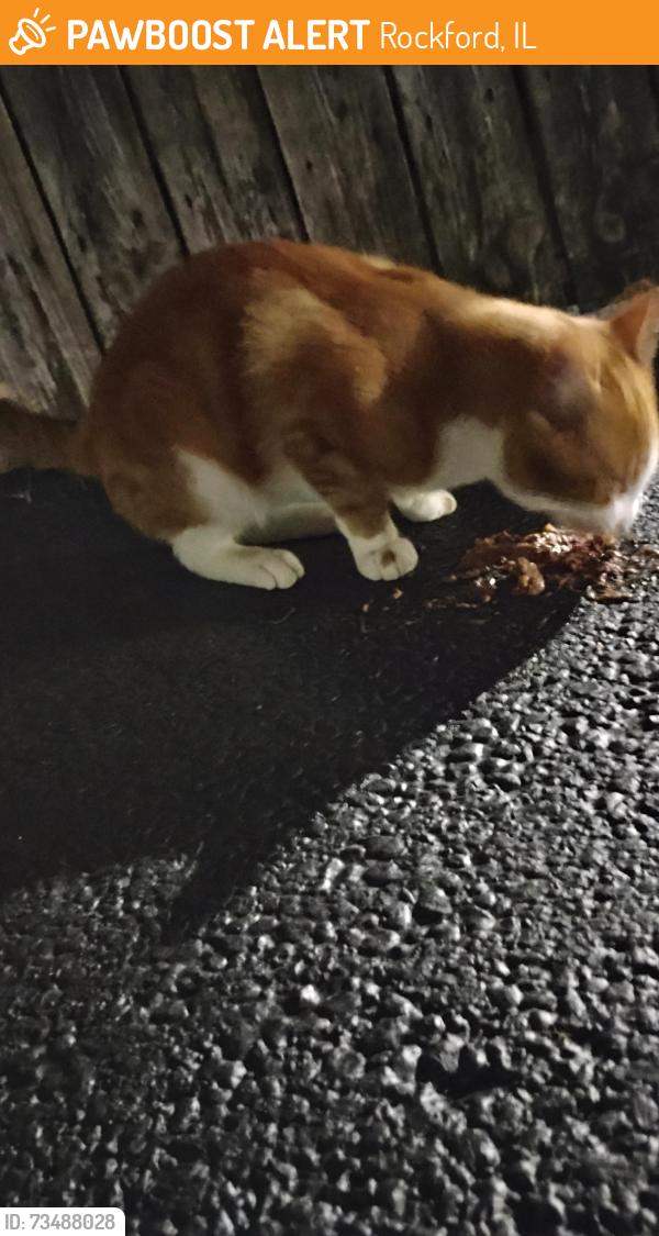 Found/Stray Unknown Cat last seen Riverside/Eagle Dr, Rockford, IL 61103