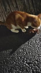 Found/Stray Unknown Cat last seen Riverside/Eagle Dr, Rockford, IL 61103