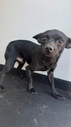 Shelter Stray Male Dog last seen Near BLK LINNELL WY, BAKERSFIELD, CA, 201 S Mt Vernon Ave, Bakersfield, CA 93307, USA