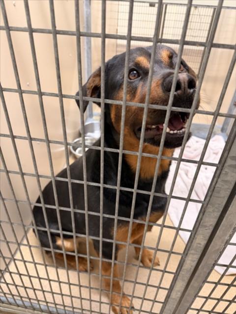 Shelter Stray Male Dog last seen KELLY ST, 16 Barnes Ct, Hayward, CA 94544, USA