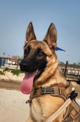 Reunited Female Dog last seen Derry elementary, Port Isabel, TX 78578