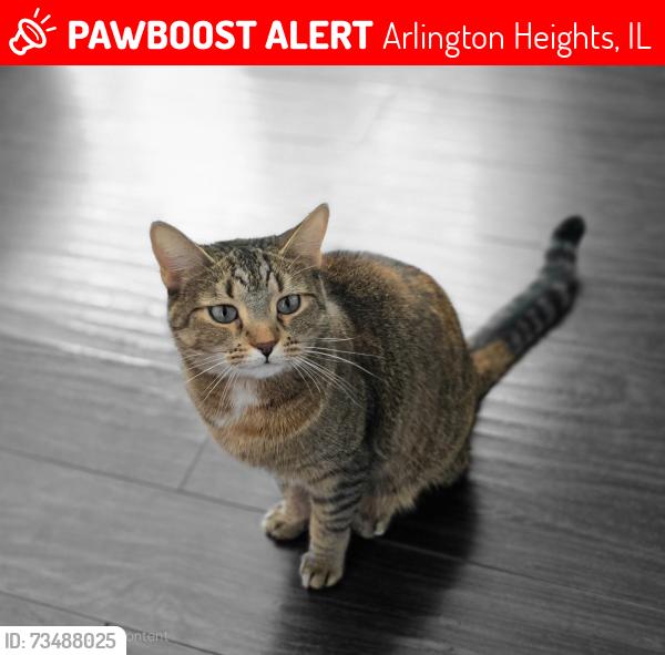Lost Female Cat last seen Phelps and Rand road, Arlington Heights, IL 60004