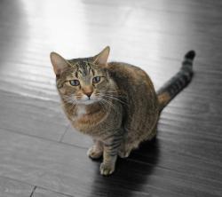 Lost Female Cat last seen Phelps and Rand road, Arlington Heights, IL 60004