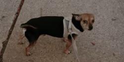 Reunited Male Dog last seen 125th and wentworth, Chicago, IL 60628