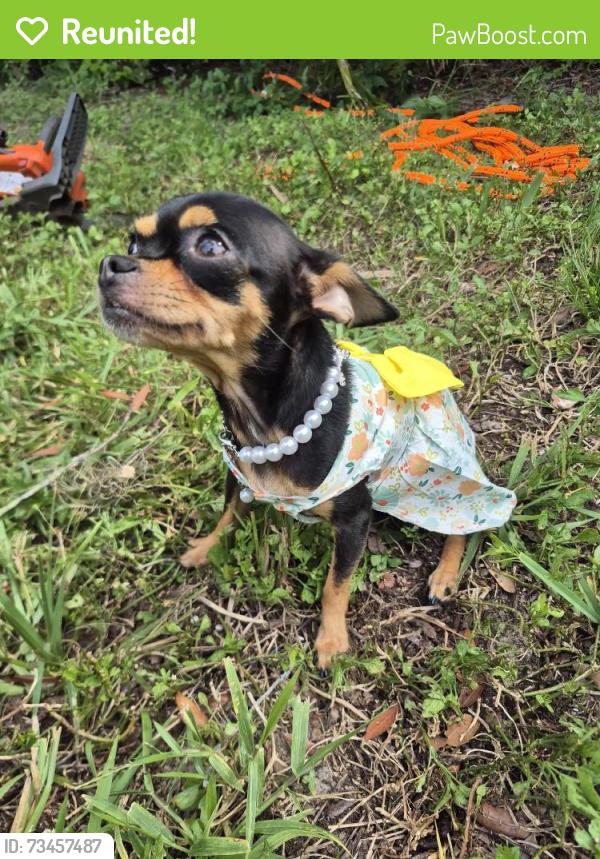Reunited Female Dog last seen N Himes Ave, Tampa, FL, USA, Tampa, FL 33607