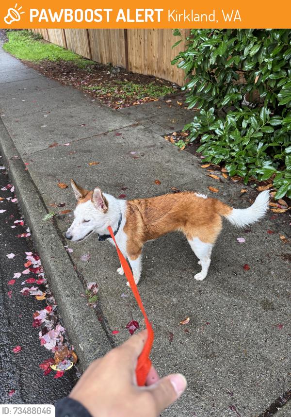 Found/Stray Male Dog last seen Mark Twain park, Kirkland, WA 98033
