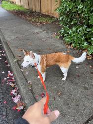 Found/Stray Male Dog last seen Mark Twain park, Kirkland, WA 98033