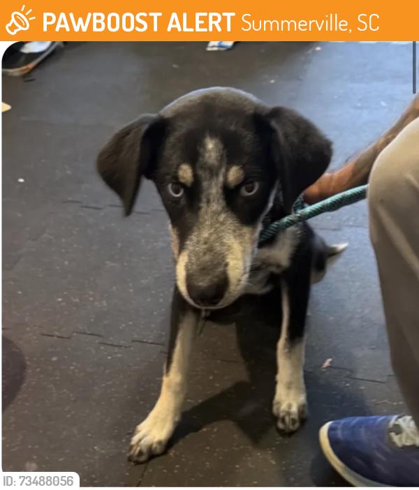 Found/Stray Female Dog last seen Near central ave, Summerville, SC 29483