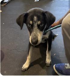 Found/Stray Female Dog last seen Near central ave, Summerville, SC 29483
