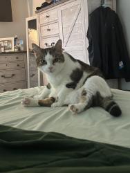 Lost Female Cat last seen Steele creek in Cibolo Texas, Cibolo, TX 78108