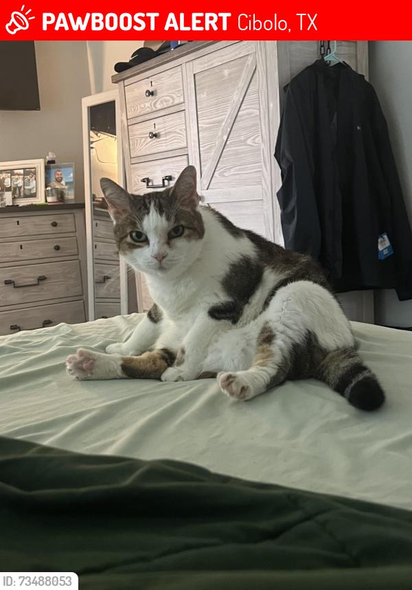 Lost Female Cat last seen Steele creek in Cibolo Texas, Cibolo, TX 78108