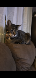 Lost Female Cat last seen branham and meridian, San Jose, CA 95118