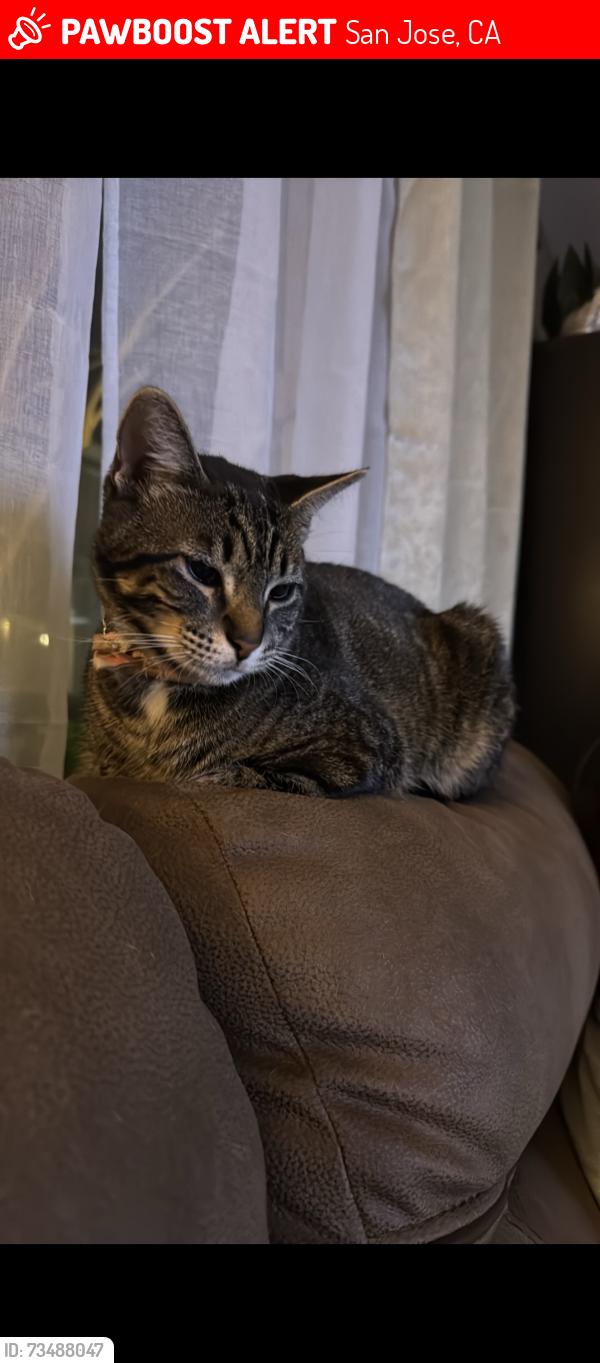 Lost Female Cat last seen branham and meridian, San Jose, CA 95118