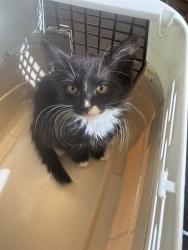 Shelter Stray Unknown Cat last seen Near BLOCK W LEVEL DR, TAYLORSVILLE UT 84129, 4522 W 3500 S, West Valley City, UT 84120, USA