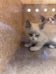 Shelter Stray Unknown Cat last seen Near BLOCK S REDWOOD RD, 4522 W 3500 S, West Valley City, UT 84120, USA
