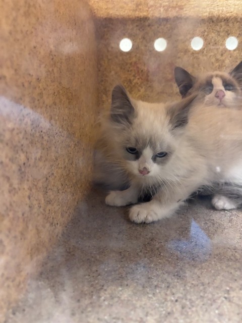 Shelter Stray Unknown Cat last seen Near BLOCK S REDWOOD RD, 4522 W 3500 S, West Valley City, UT 84120, USA