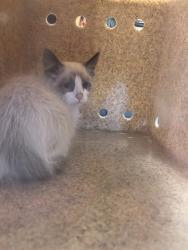 Shelter Stray Unknown Cat last seen Near BLOCK S REDWOOD RD, 4522 W 3500 S, West Valley City, UT 84120, USA