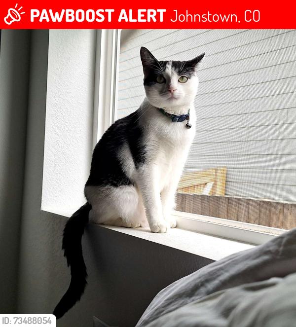 Lost Female Cat last seen South of the YMCA, Johnstown, CO 80534