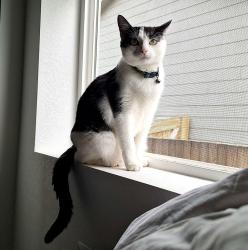 Lost Female Cat last seen South of the YMCA, Johnstown, CO 80534