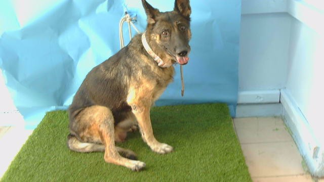 Shelter Stray Female Dog last seen , 216 W Victoria St, Gardena, CA 90248, USA