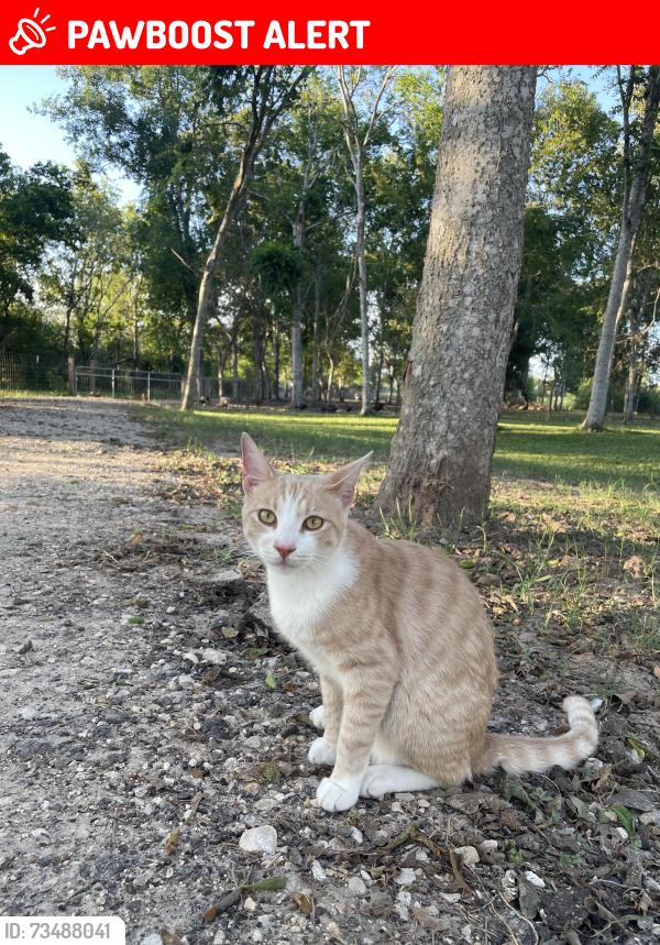 Lost Male Cat last seen Koeblen Rd, Fort Bend County, TX 77469